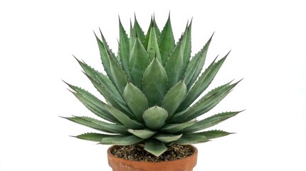 Fototapeta premium Beautiful Agave plant in a terracotta pot on a clean white background. Potted succulent with sharp, vibrant green leaves, ideal for modern indoor decor or xeriscape gardening.