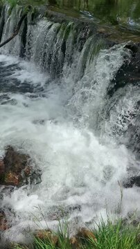 ,European chub Squalius cephalus leaping upstream through waterfall rapids in fast mountain river. Freshwater fish fighting strong current during upstream migration in rocky river habitat.