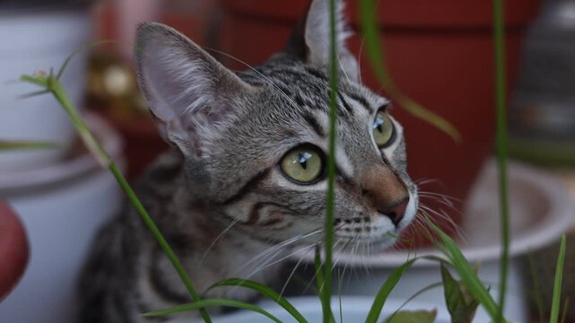 Cute striped kitten eating fresh green grass in a garden pot for digestive health