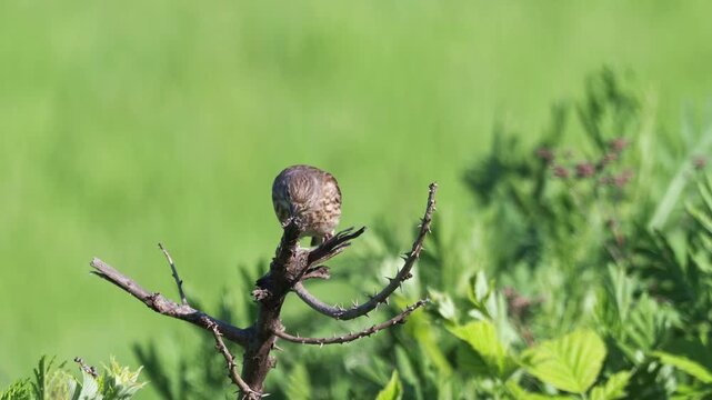 Male and female common linnets taking off from a branch, Linaria cannabina