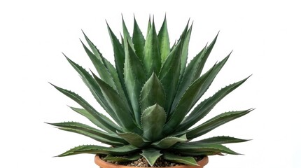 Fototapeta premium Vibrant green Agave plant in terracotta pot on white background, showcasing spiky leaves and succulent texture, perfect for botanical themes and desert flora designs