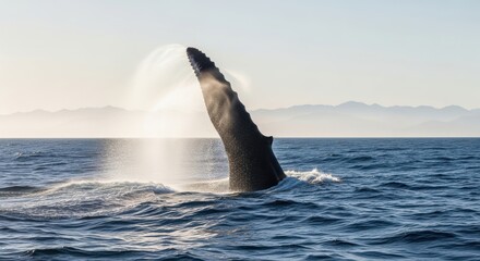 Naklejka premium Humpback Whale Pectoral Fin Slapping the Ocean Surface with Water Spray and Mountains in Background