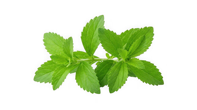 Fresh green mint leaves on white