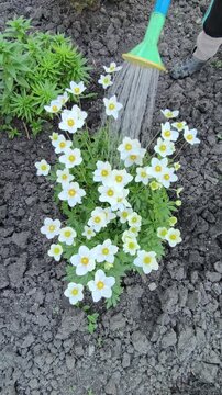 Watering anemones in the garden with a watering can.