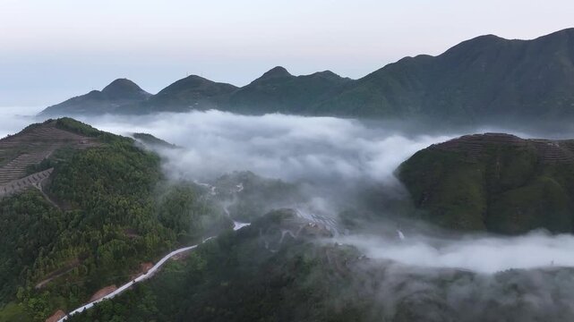 Aerial view of mountain tea gardens surrounded by clouds and mist in the morning