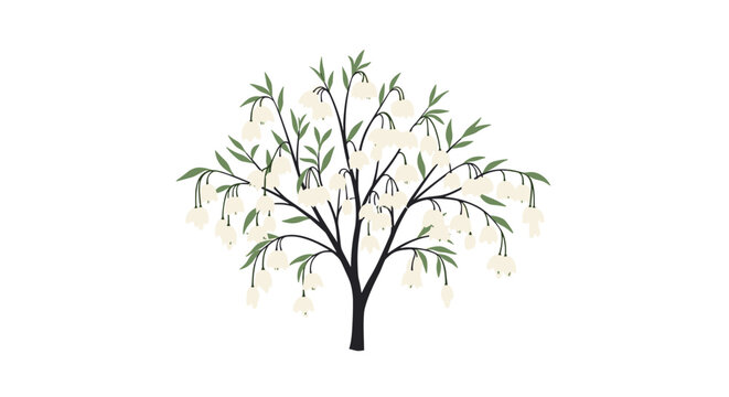Small tree with many delicate white bell-shaped flowers hanging from thin branches creates a serene and graceful botanical scene.