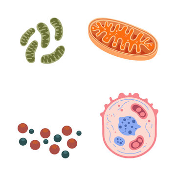 Detailed cell anatomy and mitochondria organelle vector illustrations for biology education and medical science research projects