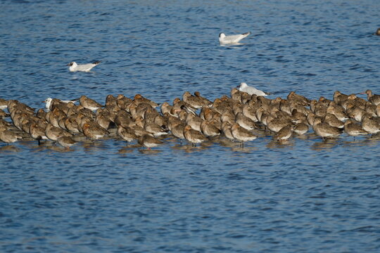 A dense flock of Black-tailed Godwits (Limosa limosa) gathered together in shallow, rippling blue water. The wading birds are closely packed, displaying a mix of brown and warm rufous plumage, charact