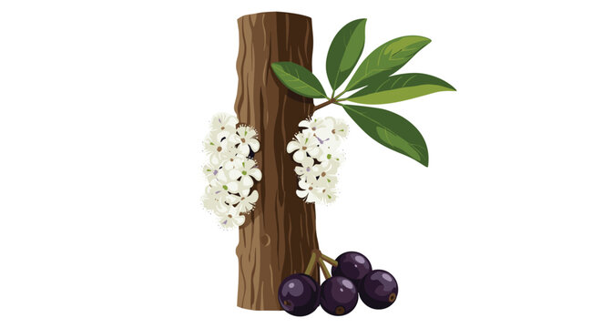 Branch of a jabuticaba tree features clusters of white blossoms and dark purple ripe berries in a realistic botanical illustration.