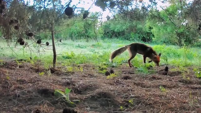 Passage d'un renard roux, film&eacute; par une cam&eacute;ra de chasse