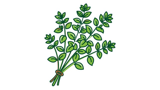Vibrant colorful line vector icon of a thyme herb plant for botanical medicine and cooking, featuring an editable stroke, adjustable line weight, and customizable thin line style on white.