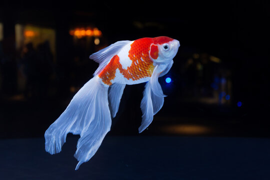 siamese fighting fish