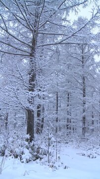 着雪した林