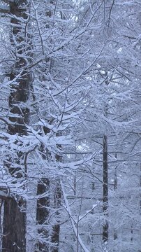 着雪した林