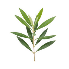 Fototapeta premium Fresh green bay leaf with small stem