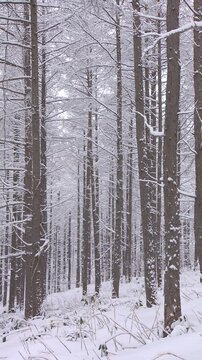 着雪した林