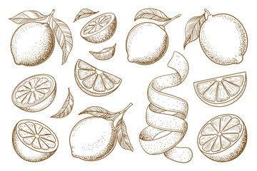 Lemon citrus line icon vector set illustration with hand drawn outline whole fruit, peel, and slices for fresh food, juice, and natural organic design projects © Rony art