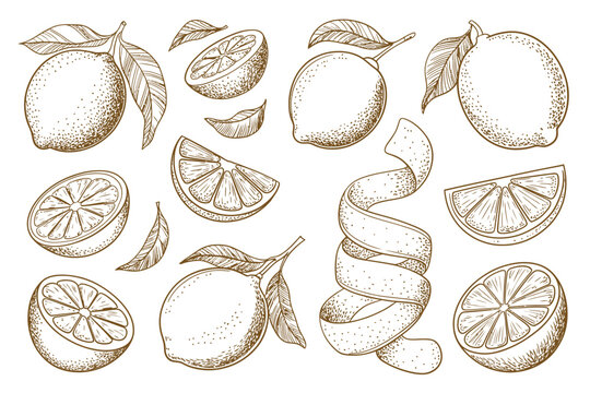Lemon citrus line icon vector set illustration with hand drawn outline whole fruit, peel, and slices for fresh food, juice, and natural organic design projects