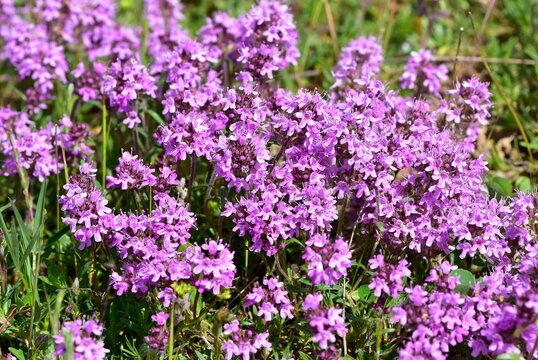 Medicinal plants and flowers. Thyme photos.
