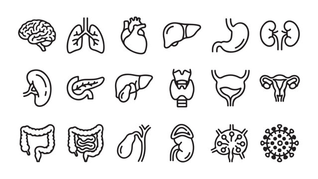 Comprehensive Human Organ and Biological System Line Icons