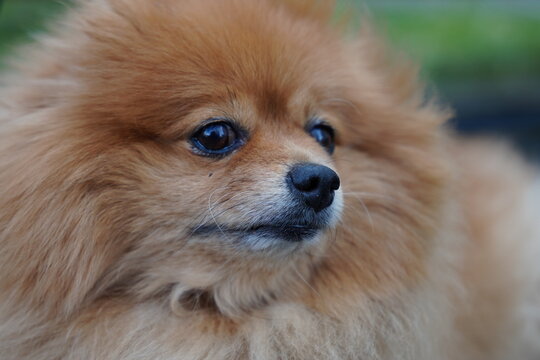 pomeranian dog portrait