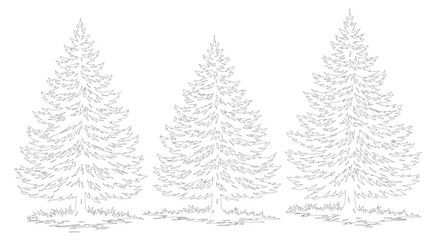 Minimalist pine tree line art vector, hand drawn evergreen forest sketch, black and white coniferous spruce trees for winter holiday design © jutt