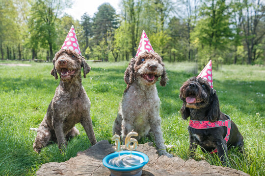 Old dog celebrates 16th birthday with a cake and two other dogs wearing hats