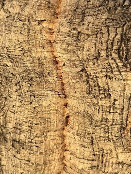 Close-up texture of natural Cork Oak tree bark with vertical ridge