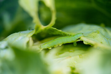 Fototapeta premium Green cabbage worm larva feeding on a fresh cabbage leaf, creating holes and causing damage to the developing vegetable, highlighting a common pest problem in organic growing and agriculture