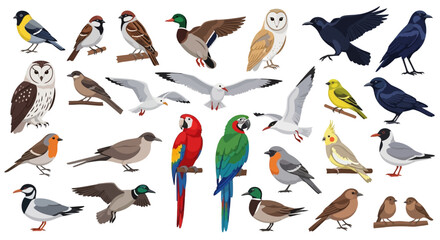 Fototapeta premium A vibrant collection of diverse bird species showcasing their unique colors and forms, perfect for nature and wildlife enthusiasts