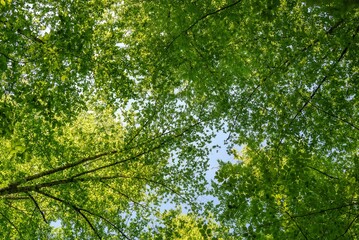 Fototapeta premium Low angle view of lush green tree canopy against blue sky