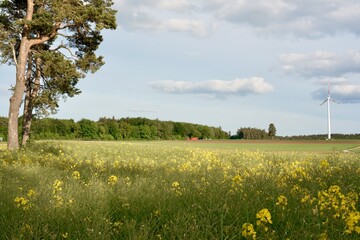 Wind turbine standing near blooming rapeseed fields and farmland, showing renewable energy in a rural landscape © Eugen