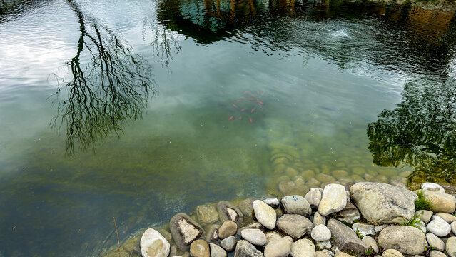 School of small red fish swimming in a clear pond with reflections of trees and stones