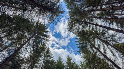 Fototapeta premium Looking up through tall trees at a bright blue sky with white clouds