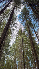 Fototapeta premium Looking up through tall evergreen trees towards a bright blue sky with clouds