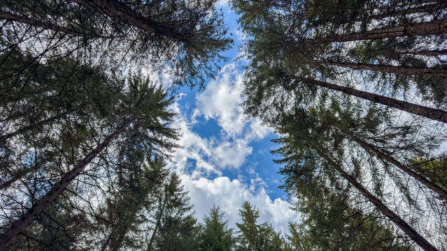 Looking up through tall trees at a bright blue sky with white clouds