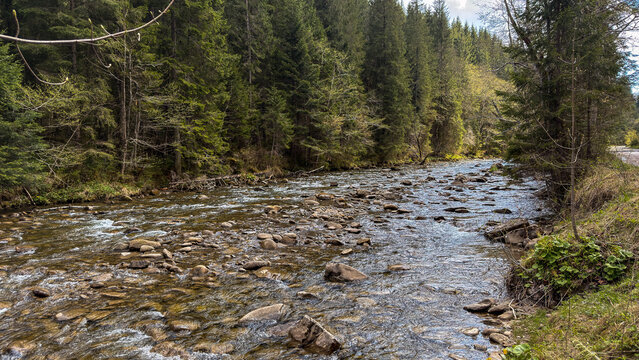 Rocky mountain stream flowing through a dense evergreen forest in spring
