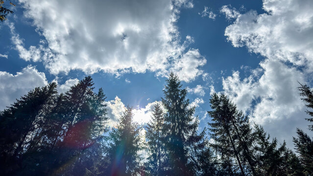 Looking up through tall evergreen trees towards a bright blue sky with clouds