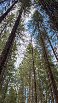 Looking up through tall evergreen trees towards a bright blue sky with clouds