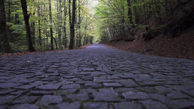 Cinematic Autumn Forest Road with Cobblestone Path in Yedigoller Turkey