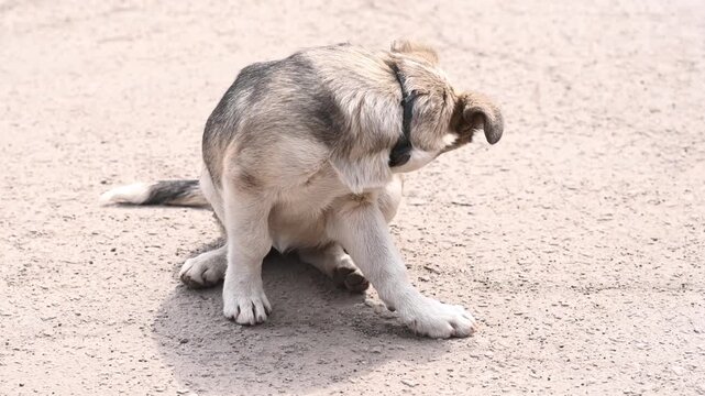 Adorable puppy bites fleas on its body while sitting on ground. Little young dog suffers from itch. Fluffy pet scratching back leg. Cute puppy scratches ear outdoors.