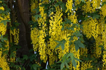 Blühender Goldregen (Laburnum) im Garten © Harald Biebel