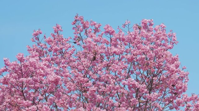 桜の花の蜜を吸いに来た複数の鳥