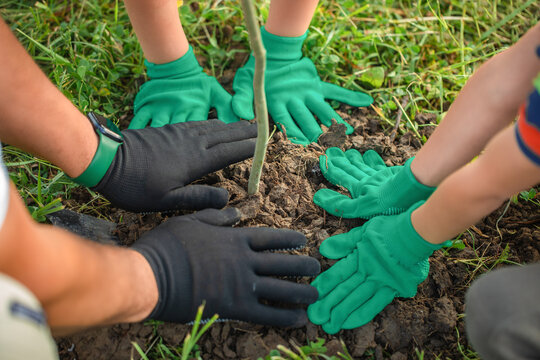 Family hands planting young tree sapling in soil, closeup eco teamwork and environmental care