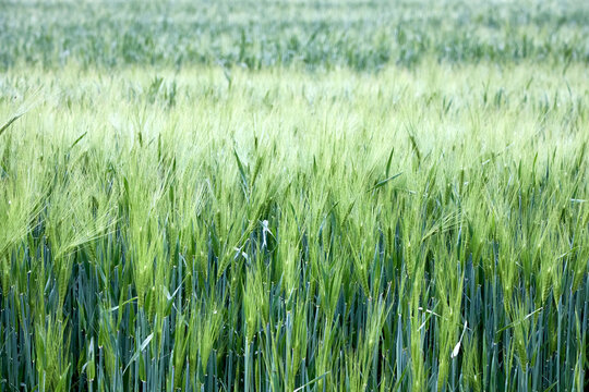 Barley Hordeum vulgare field showing young, green cereal spikes with long, characteristic awns. Annual grass stems stand erect in dense rural landscape, showcasing detailed botanical grain growth.