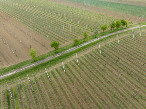 Aerial view of hop gardens with tall poles and wires next to a dirt road lined with green trees in Aiglsbach, Bavaria, Germany.