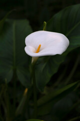 Fototapeta premium Elegant white calla lily flower blooming on a dark moody background