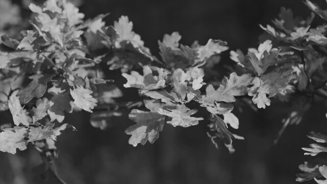 A black and white, close-up shot of an oak branch covered in detailed leaves, showcasing natural patterns and textures against a soft dark background.