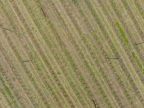 Aerial view of neatly arranged rows of young hop plants in a cultivated field with support poles and wires Aiglsbach, Bavaria, Germany.