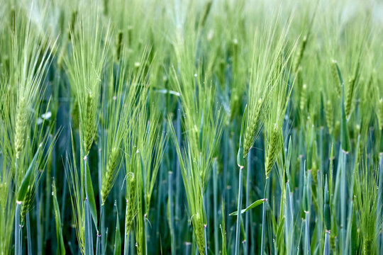 Barley Hordeum vulgare field showing young, green cereal spikes with long, characteristic awns. Annual grass stems stand erect in dense rural landscape, showcasing detailed botanical grain growth.